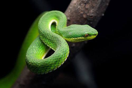 世界上最毒的十大毒蛇