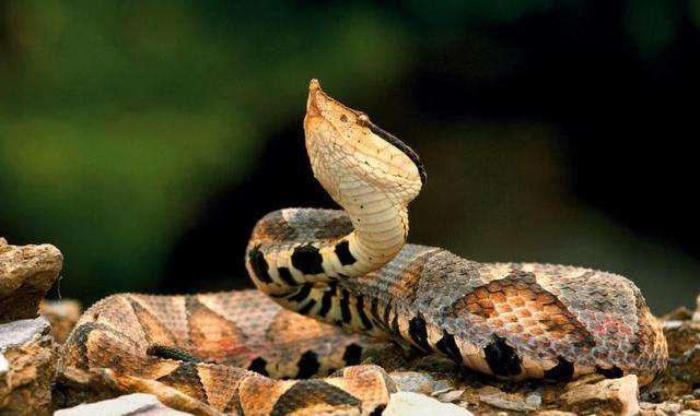 世界上最毒的十大毒蛇