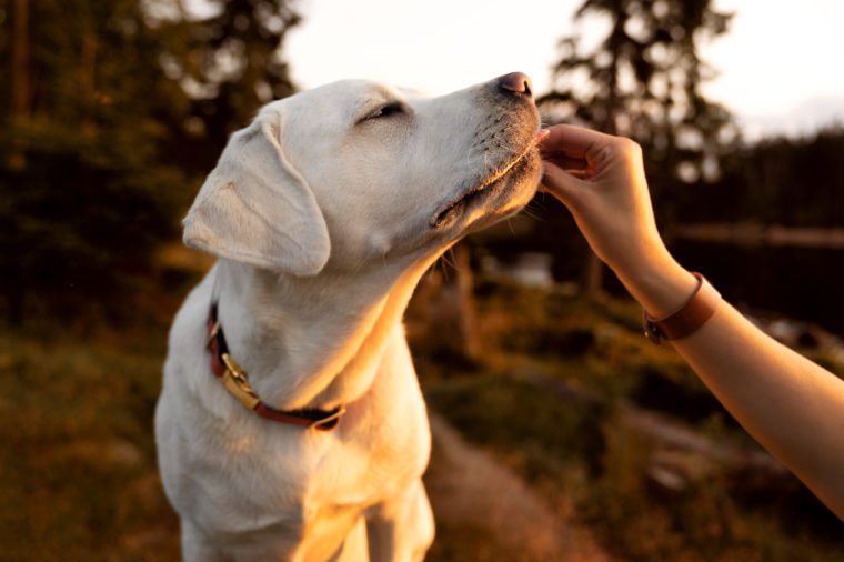 最容易训练的五大犬种，想要听话的狗狗，可以选择这五大品种