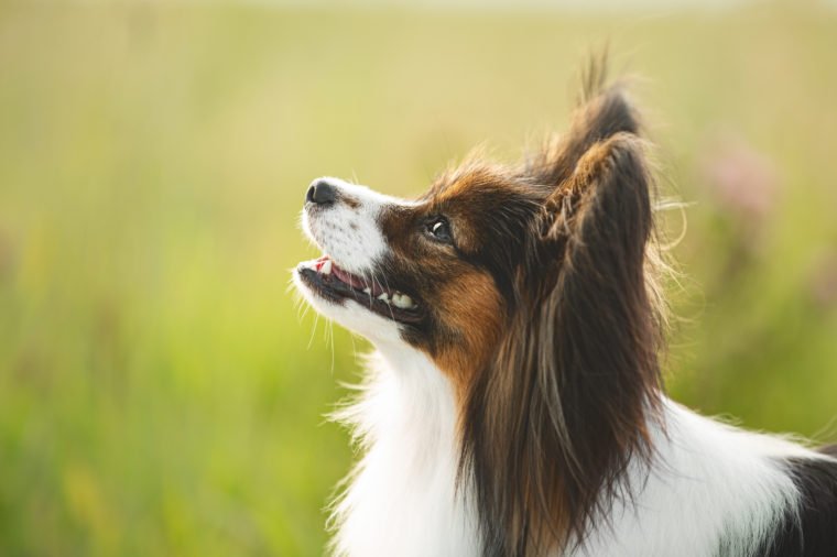 最容易训练的五大犬种，想要听话的狗狗，可以选择这五大品种