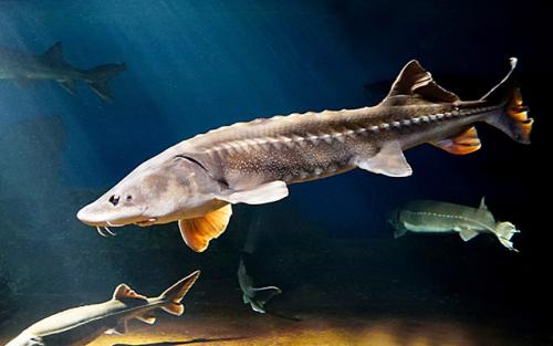 世界存活至今的十大史前鱼类