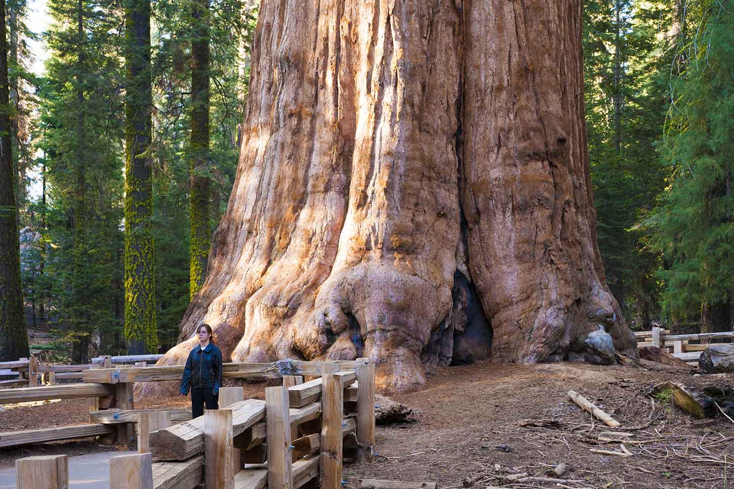 地球上已知最古老的十大树木
